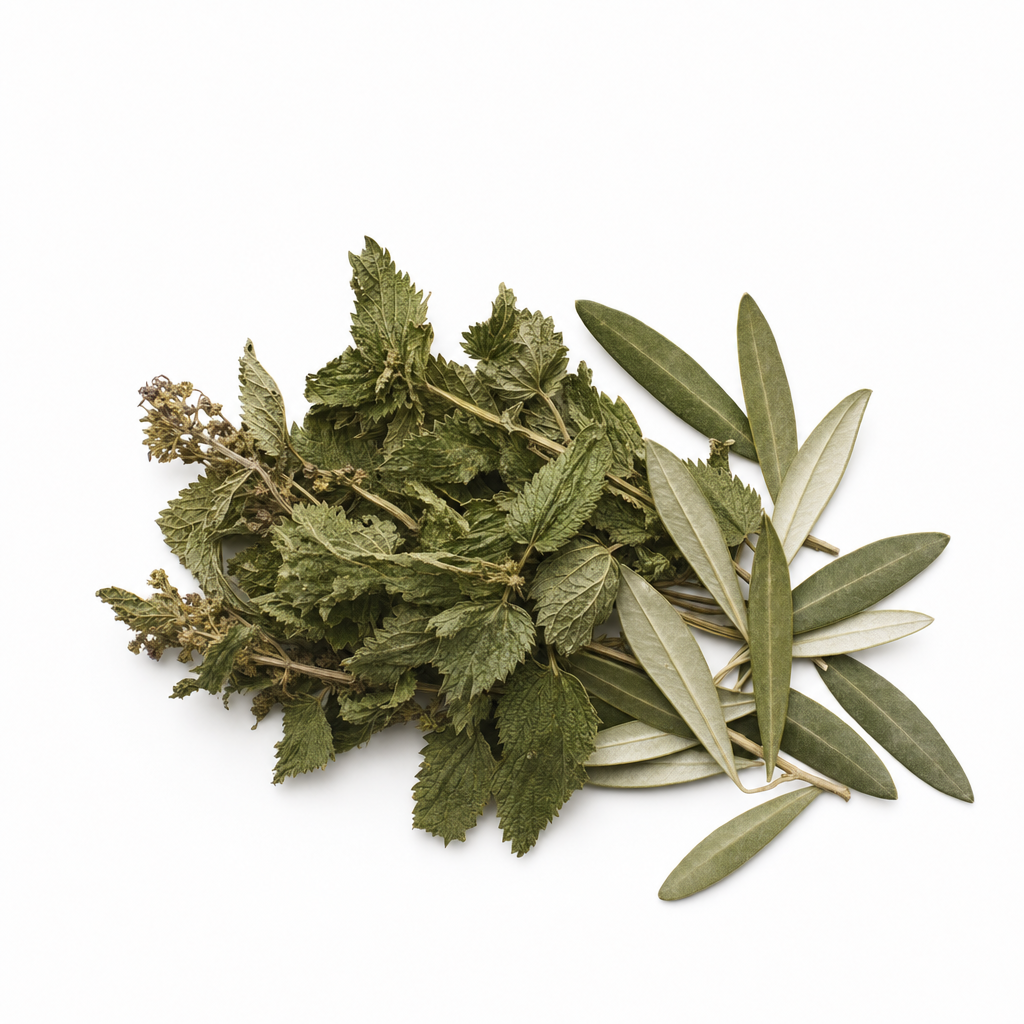 Olive leaves and nettle botanicals for the Olive Leaf & Nettle Ritual Blend
